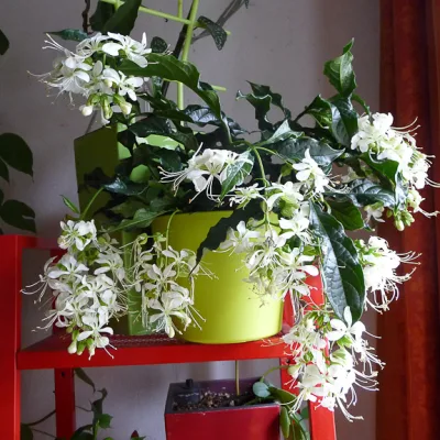 Клеродендрум валичи 