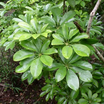 Шеффлера лучелистная