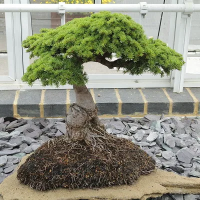 Кедр короткохвойный