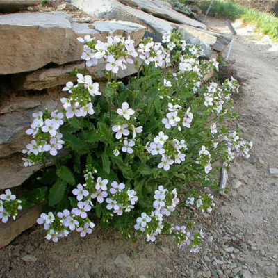 Арабис кавказский