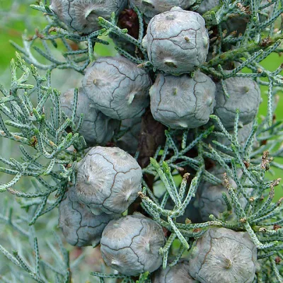 Купрессус аризонский