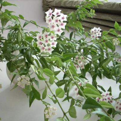 Хойя красивая