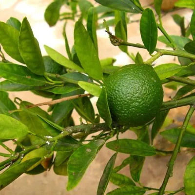 Лайм