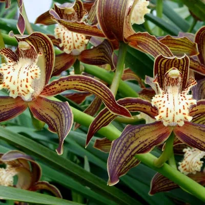 Цимбидиум Трейси