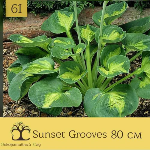 Хоста Sunset Grooves