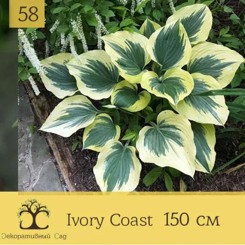 Хоста Ivory Coast