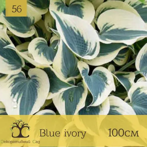 Хоста Blue Ivory