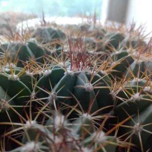 Кактусы, Melocactus Neglectus от Horst Kuenzler