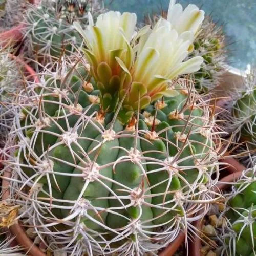 Кактусы, Gymnocalycium bayrianum от Кереса