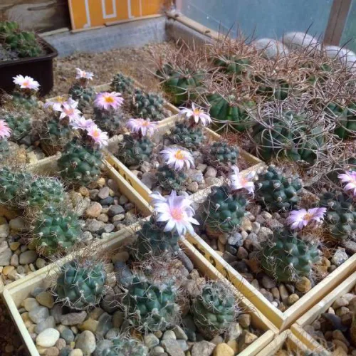 Кактусы на продажу, Turbinicarpus pseudomacrochele от Kohres