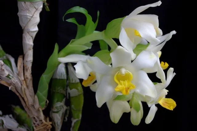 Хизис прицветниковый — фото 5