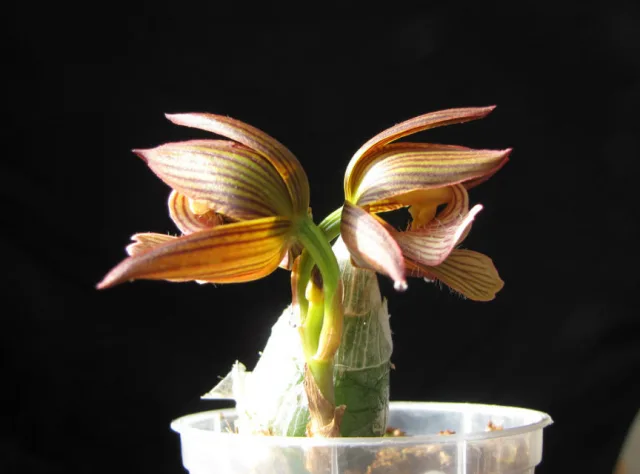 Мормодес — фото 8