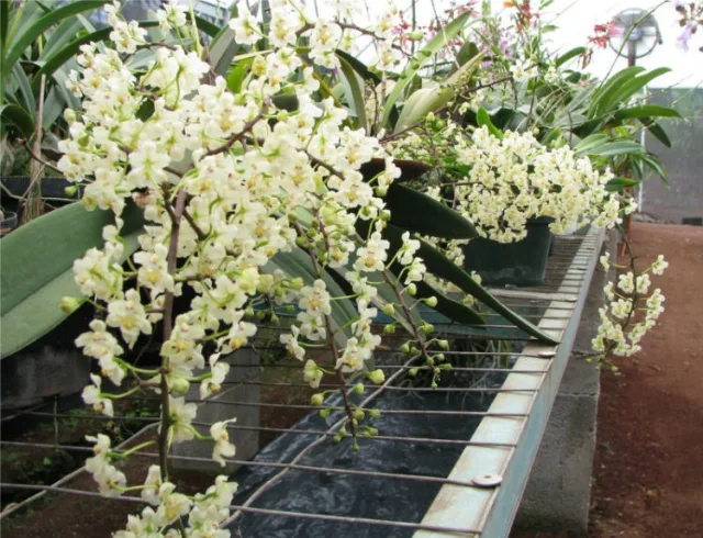 Трихоцентрум — фото 4