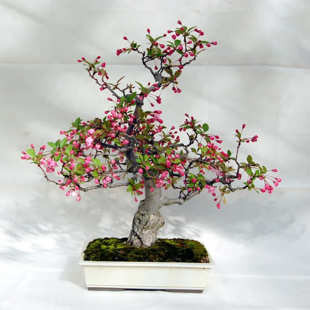 Яблоня Холла — фото 4