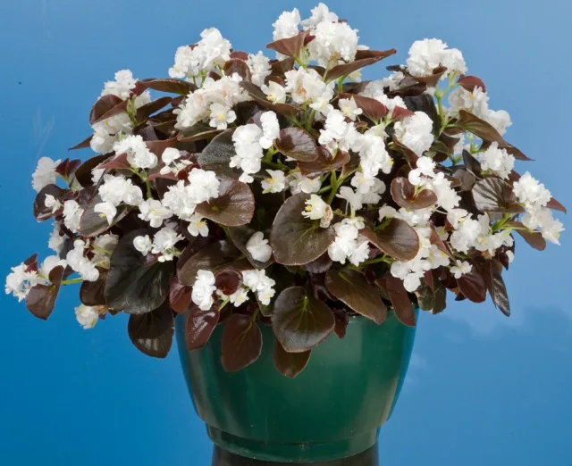 Бегония — фото 11
