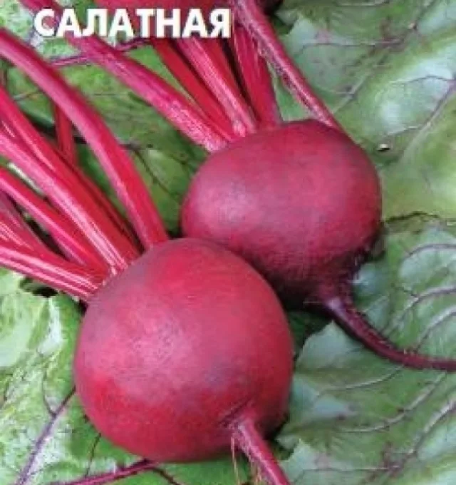 Свекла столовая 'Салатная' — фото 2