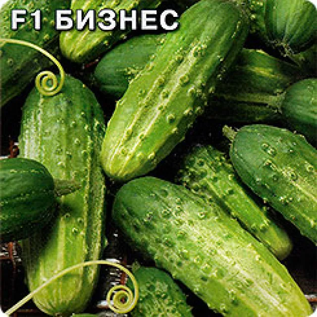 Огурец обыкновенный 'Бизнес F1' — фото 2