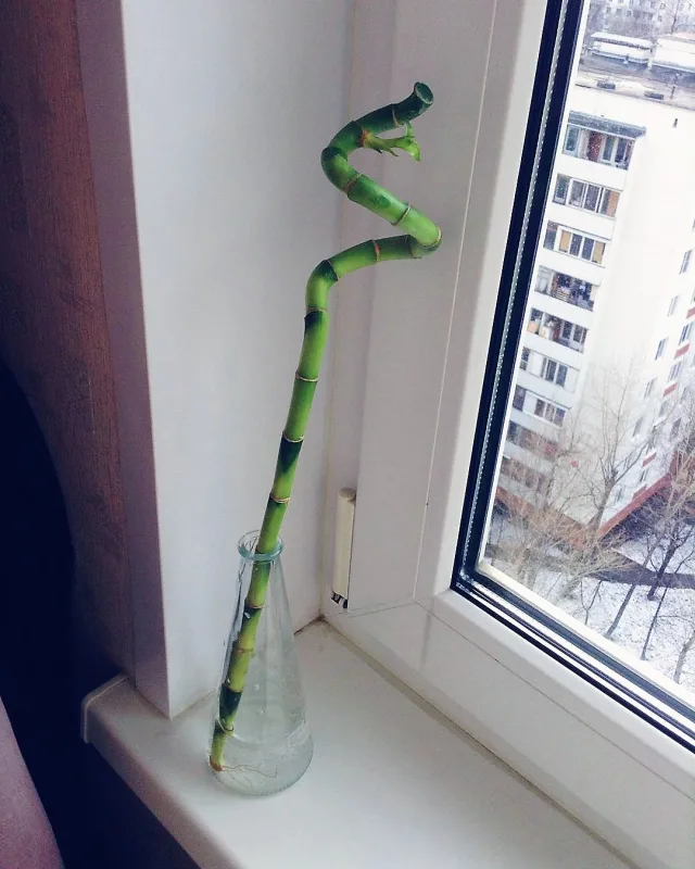Драцена Брауна — фото 8