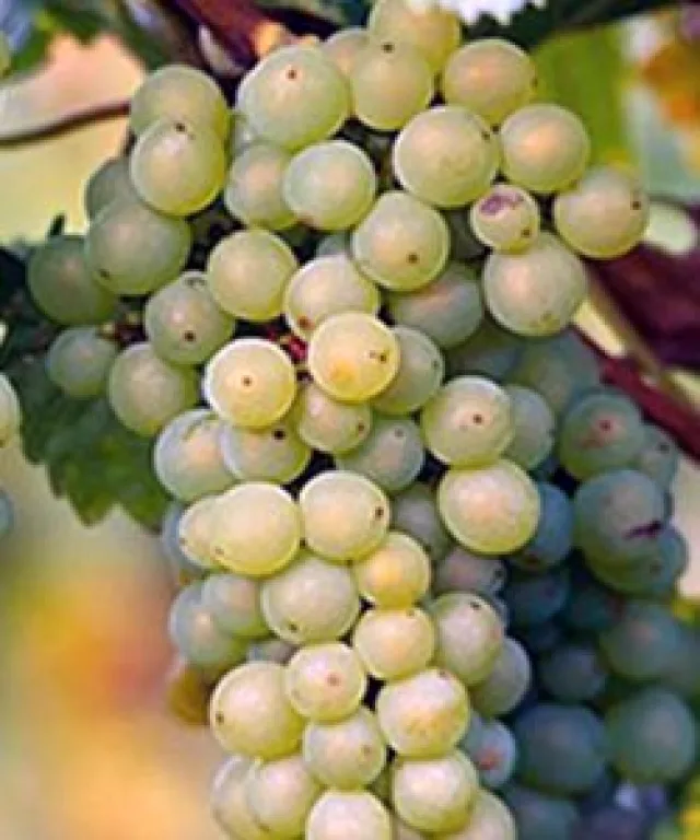Виноград культурный 'Пино белый' — фото 2