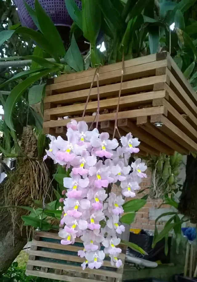Куитлаузина повислая — фото 4