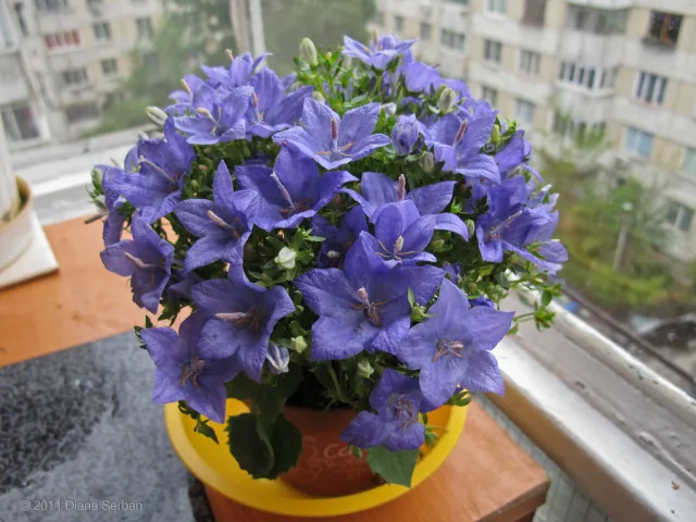 Кампанула карпатская — фото 10