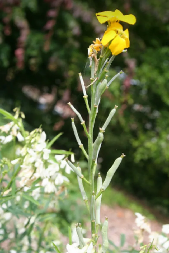 Желтушник Перовского — фото 3