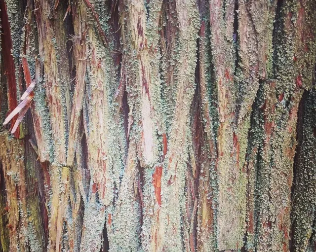 Кипарисовик туевидный — фото 8