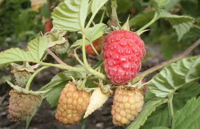 Малина обыкновенная 'Дочь Вислухи' — фото 2
