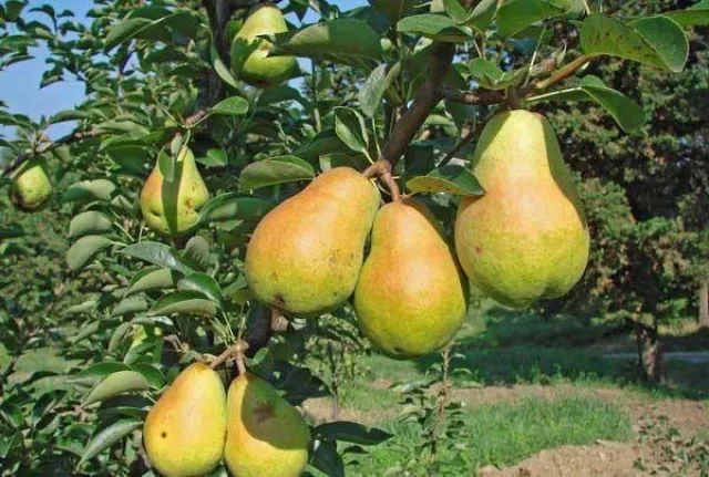 Груша 'Вильямс' — фото 2