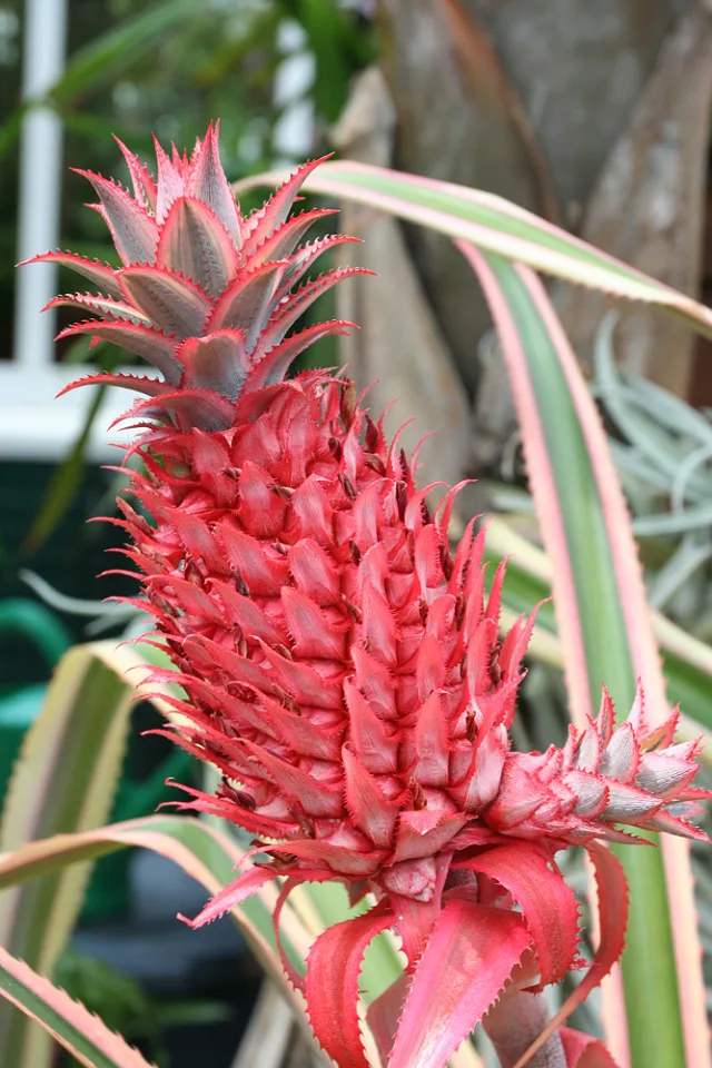 Ананас  — фото 2