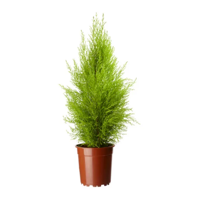 Кипарис — фото 23