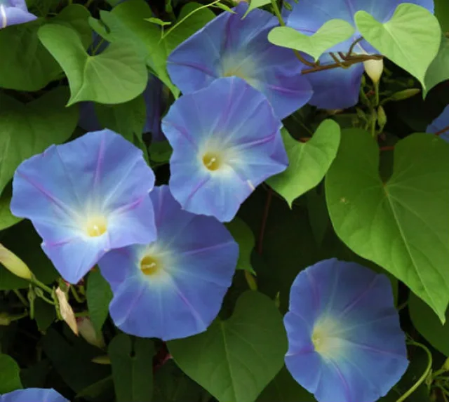 Ипомея — фото 2