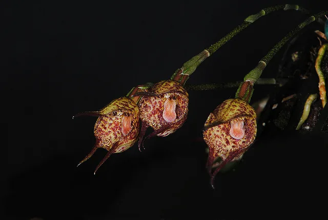 Дракула Мопс — фото 3