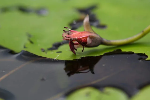 Бразения — фото 2