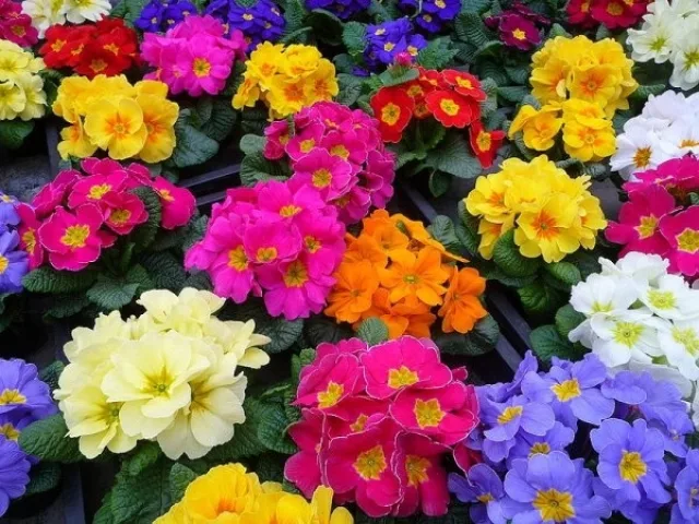 Примула  — фото 3