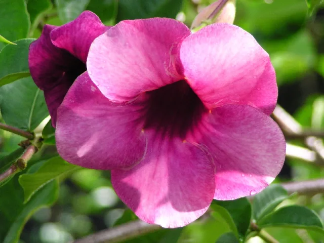 Алламанда — фото 2
