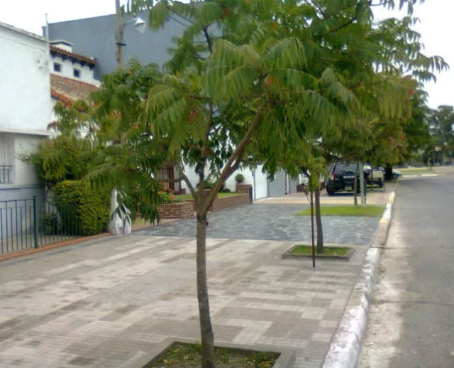 Сумах — фото 4