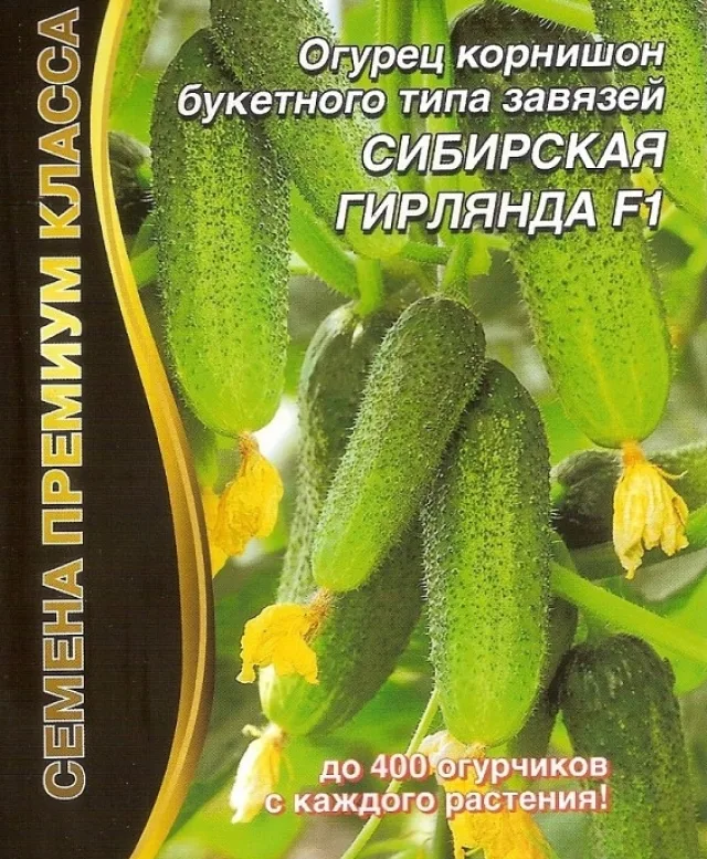 Огурец 'Сибирская гирлянда' — фото 3
