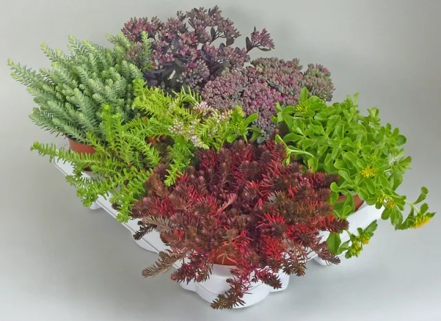 Очиток — фото 4