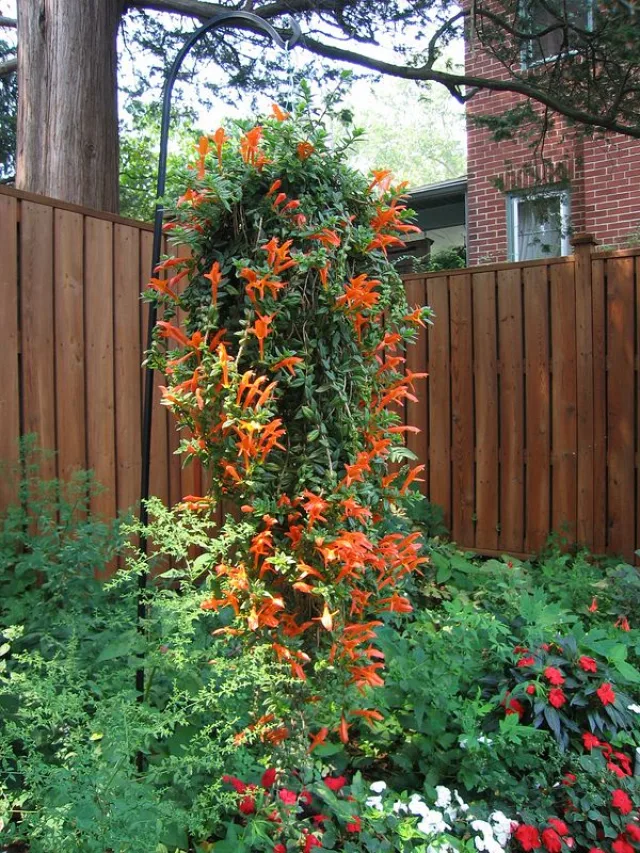 Колумнея — фото 9