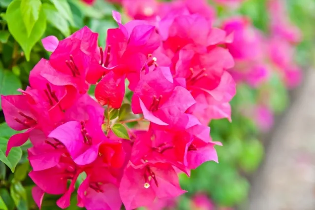 Бугенвиллея — фото 2