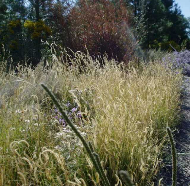 Бутелуа изящная — фото 3