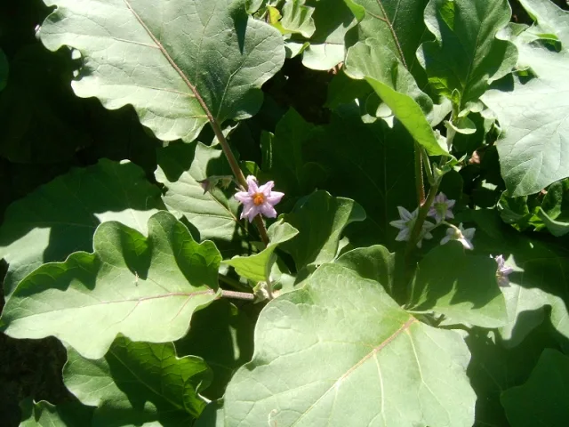 Баклажан — фото 3