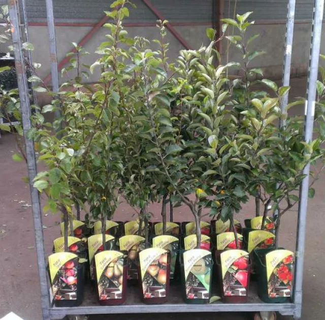 Черешня — фото 5