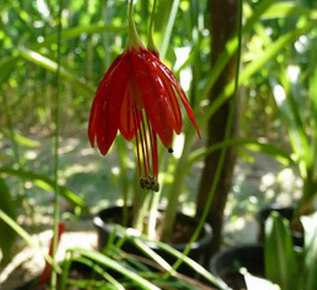 Бессера — фото 2