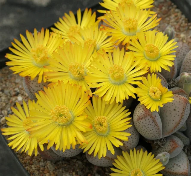 Динтерантус — фото 4