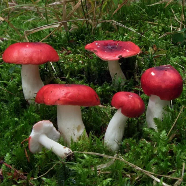 Сыроежка болотная — фото 2