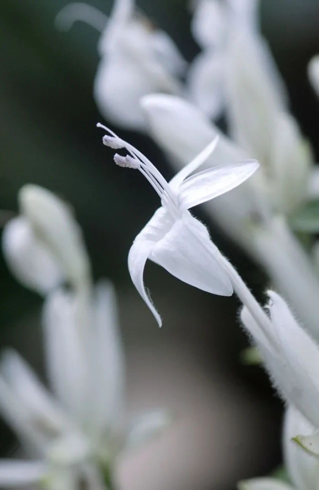 Витфильдия — фото 2