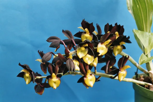 Катасетум мрачный — фото 3
