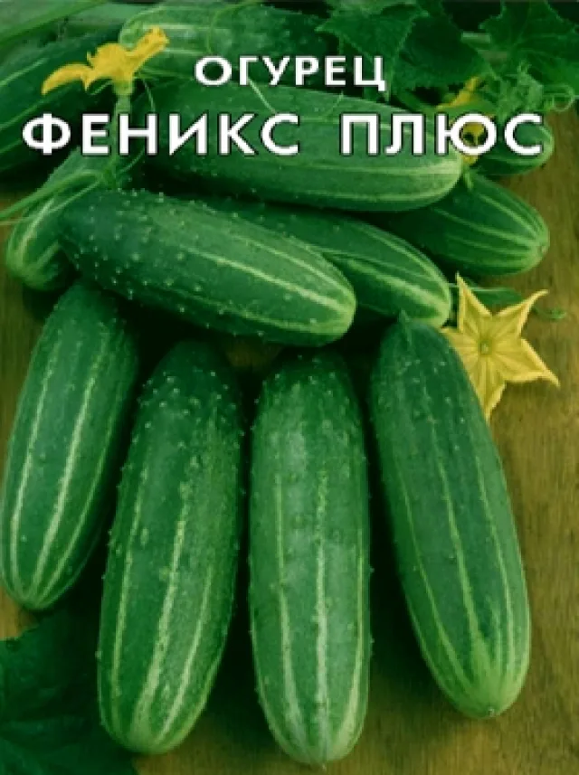 Огурец 'Феникс плюс' — фото 2